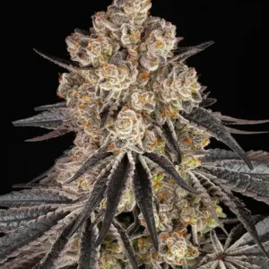 Rainbow sherbet barneys farm