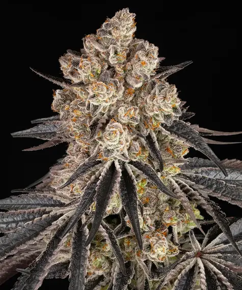 Rainbow sherbet barneys farm