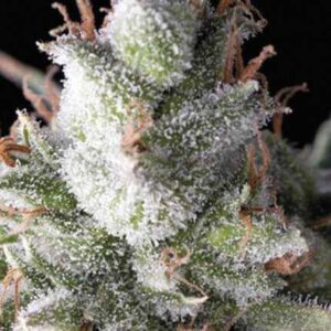 Ramses (1) 100% pyramid seeds