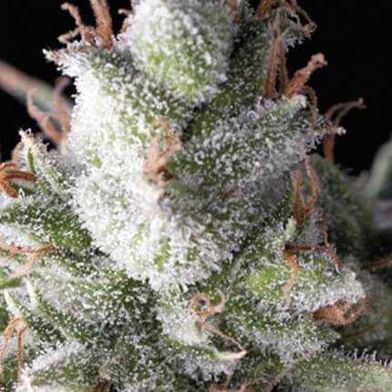 Ramses (1) 100% pyramid seeds