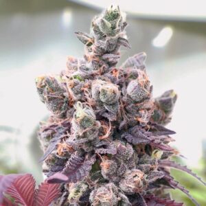 Red critical auto