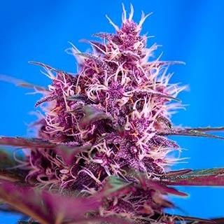 Red poison auto