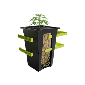 Re plant