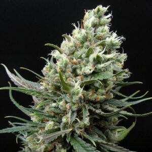 Ripper haze