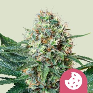 Royal cookies
