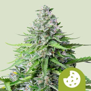 Auto Cookies