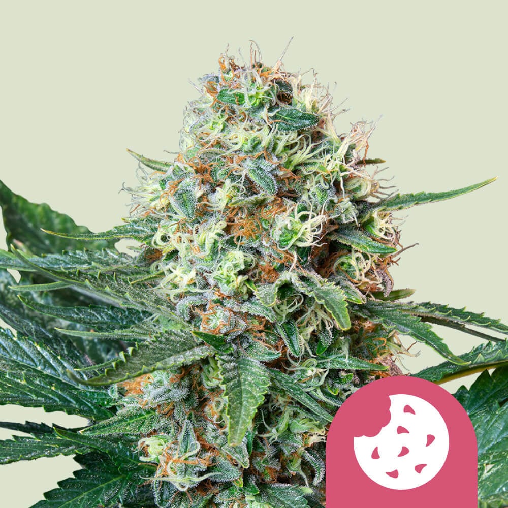 Royal cookies