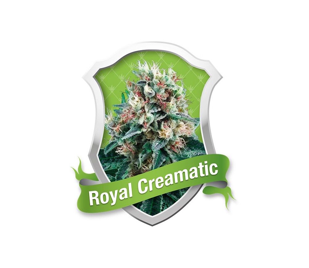 Royal creamatic auto