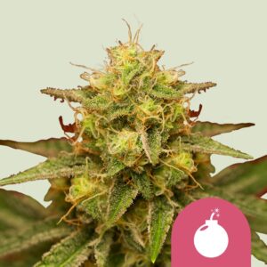 Royal domina