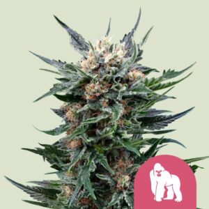Royal gorilla
