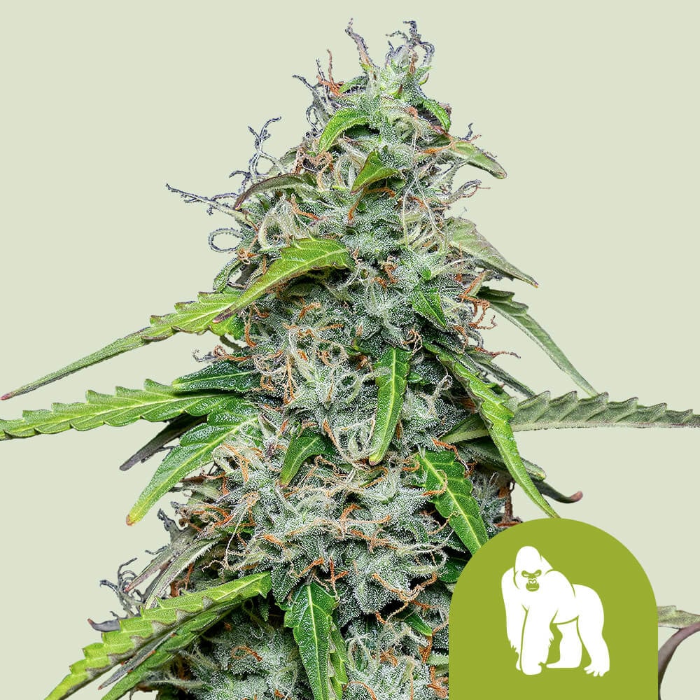 Royal gorilla auto