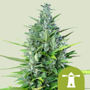 Royal haze automatic
