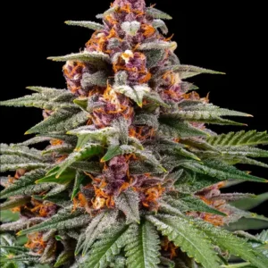 Runtz auto auto barneys farm seeds