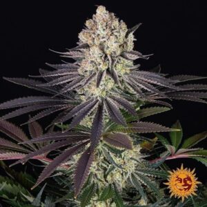 Runtz 100% barney's seeds