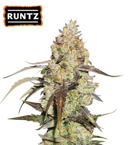 Runtz