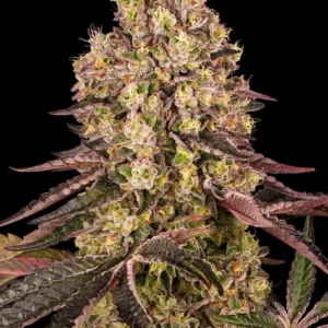 Runtz muffin 100% barney's farm seeds