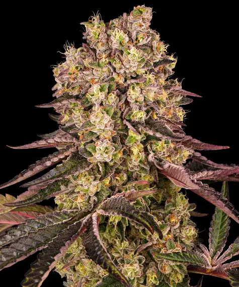 Runtz muffin 100% barney's farm seeds