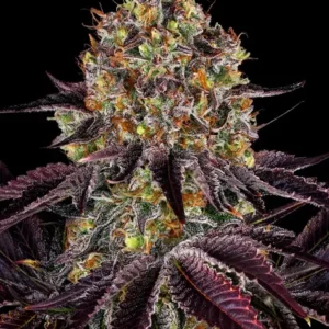 Runtz x layer cake 100% barney's seeds