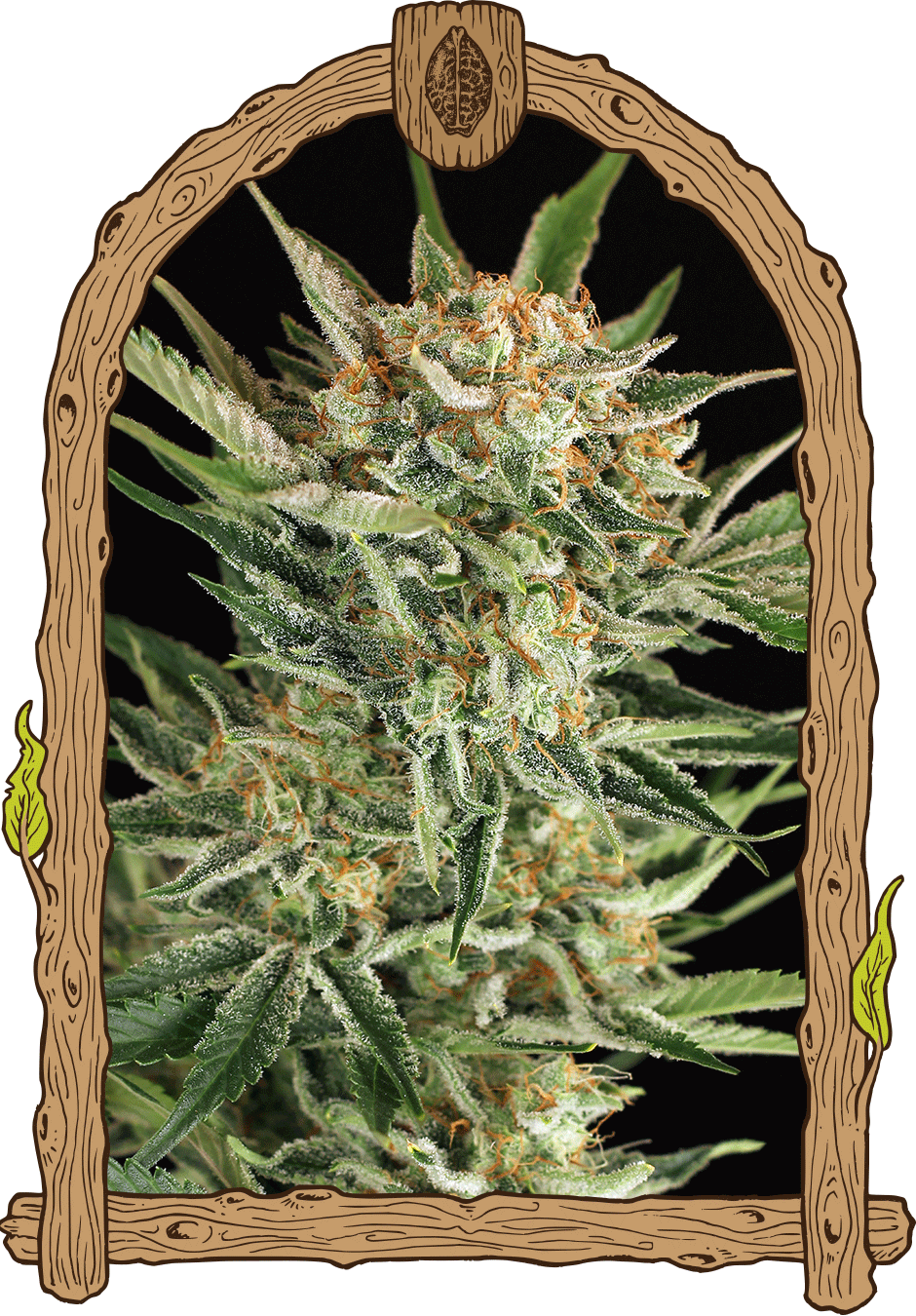 Russian auto (1) exotic seed