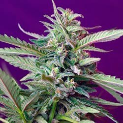 S.a.d auto (5) sweet seeds