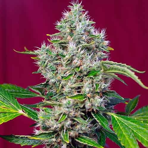 San fernando lemon kush