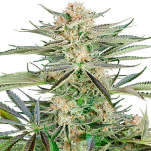 Screwdriver og