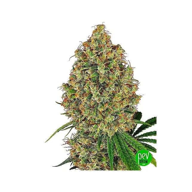 Ak 420