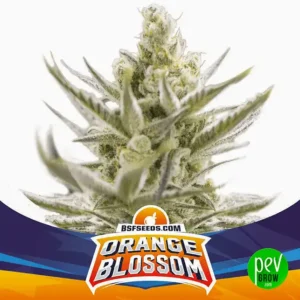 Orange blossom xxl auto