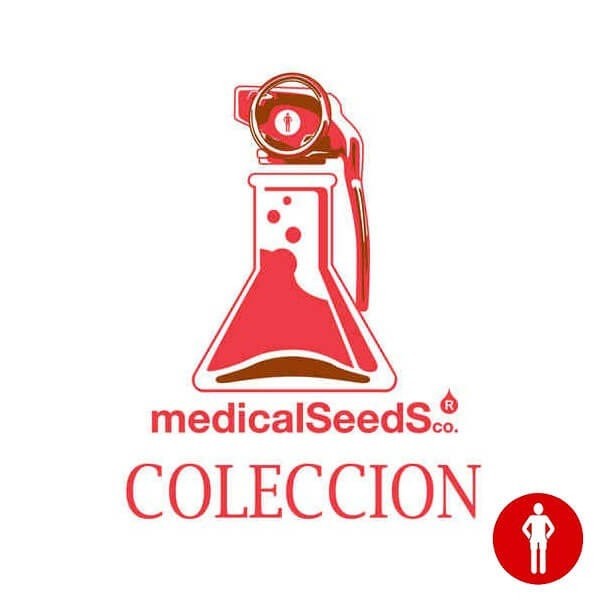 Coleccion 4 nâ?¡n/malakoff/df 100% medical seeds