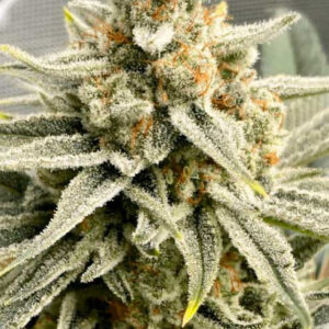 Grape fuel