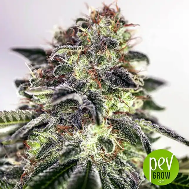 Sticky dream express (5) 100% positronics
