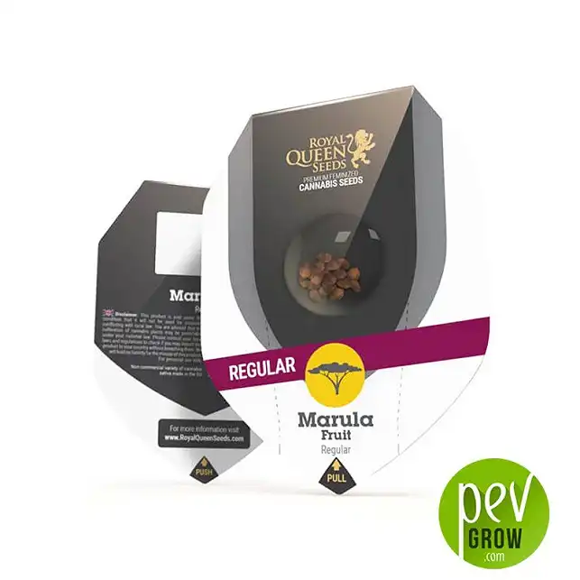 Marula fruit regular (10) royal queen seeds