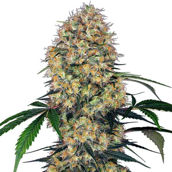 Sensi amnesia xxl auto