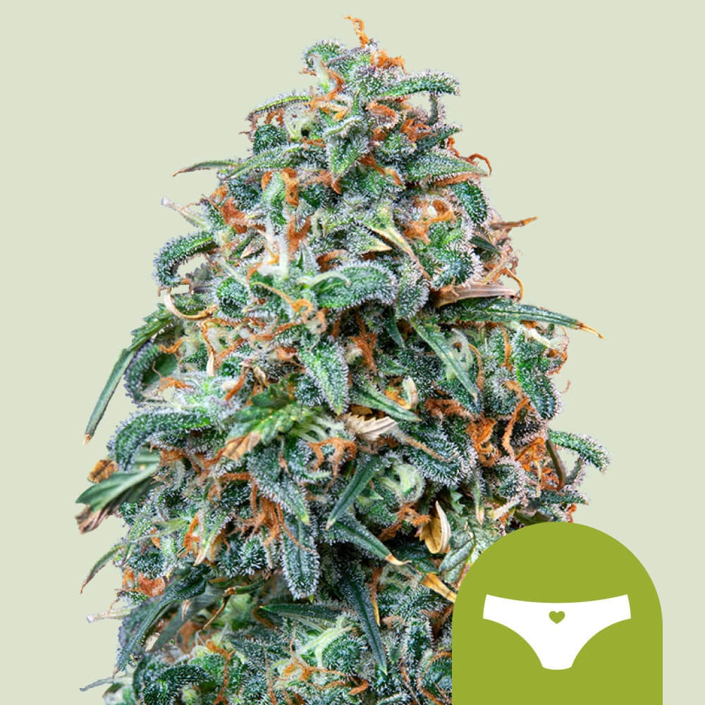 Sherbet queen auto