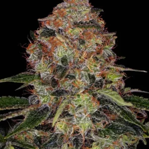 Shiskaberry barney´s farm seeds