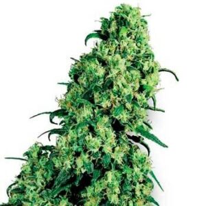 Skunk 1 regular (10) sensi seeds