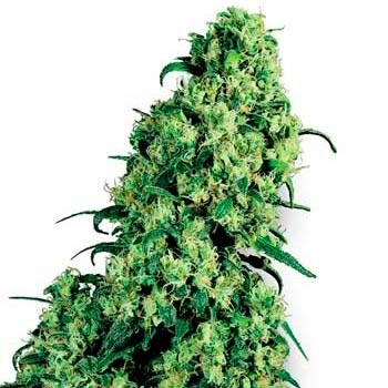 Skunk 1 regular (10) sensi seeds