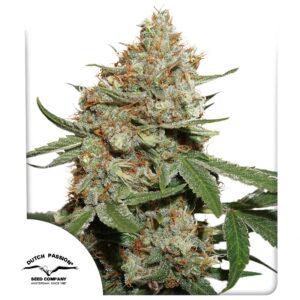 Skunk 11