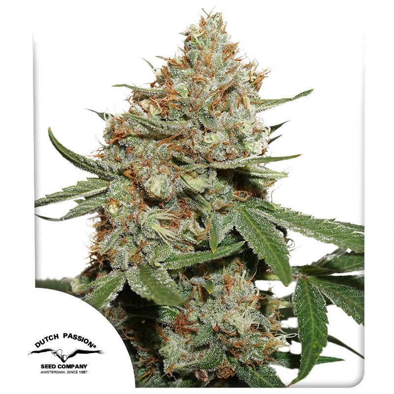 Skunk 11