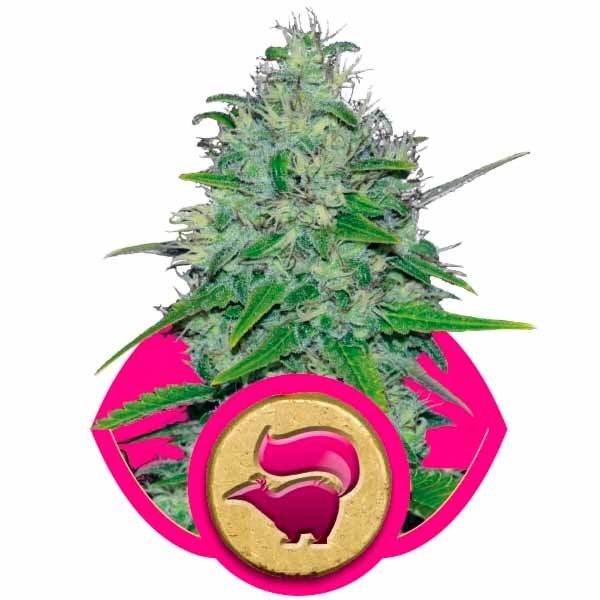 Skunk xl