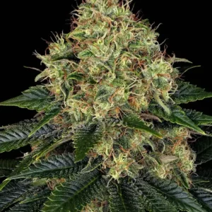Skywalker og auto (10) barneys farm seeds