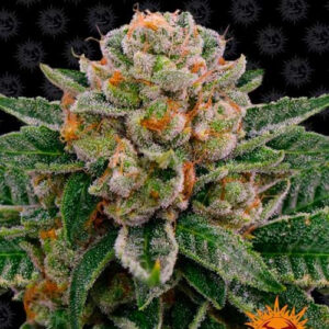 Skywalker og auto (1) auto barneys farm seeds