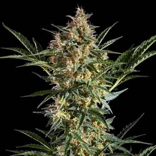 Sleepy yoda auto (5) 100% philosopher seeds