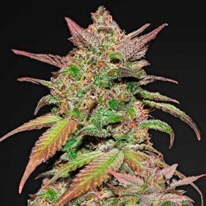 Smoothie auto fastbuds