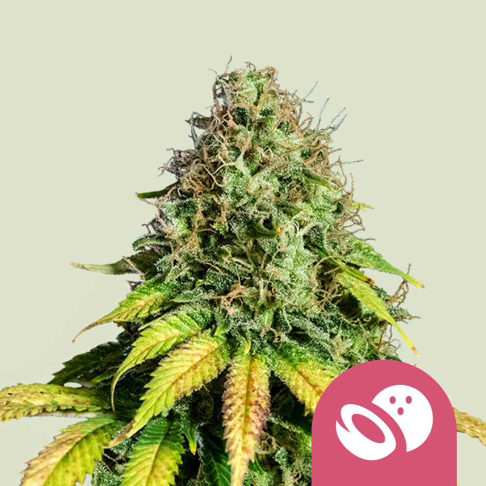 Somango xl
