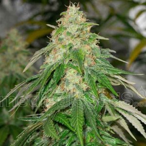 Some sweet