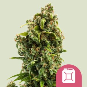 Sour diesel