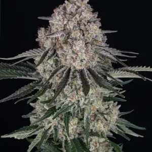 Sour diesel auto barney's seeds