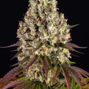 Sour diesel barney's farm seeds