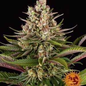Sour strawberry 100% barney's seeds